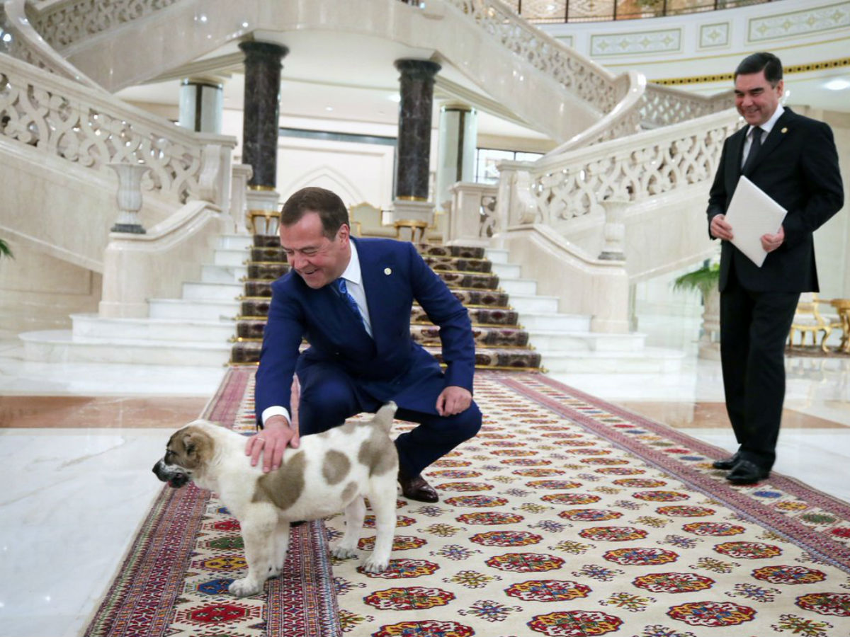 Медведеву подарили алабая