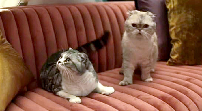 Кошки обеспечили успех видео