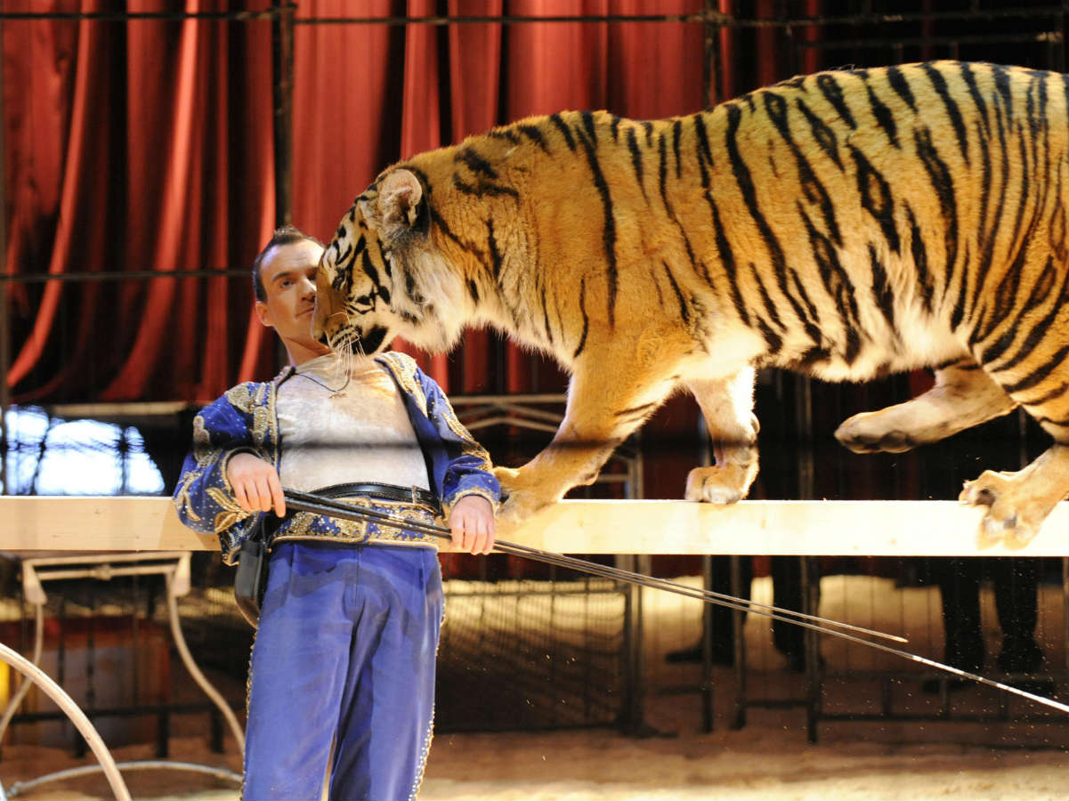 Дрессированных тигров, медведей и прочих представителей фауны скоро можно будет увидеть только в старых фильмах или мультфильмах