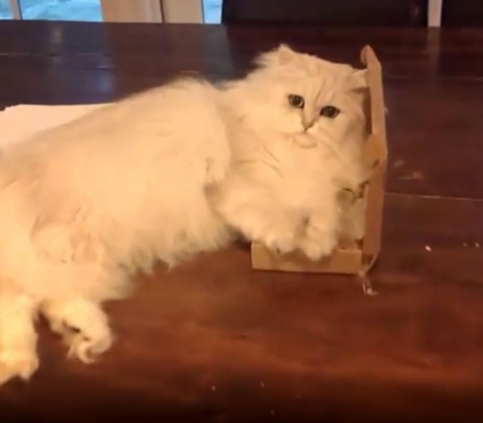 Уиллоу показал крутой персидский характер и не подпустил Кейт к ларцу с «сокровищами»