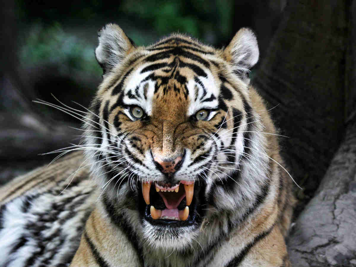 Нападение тигра