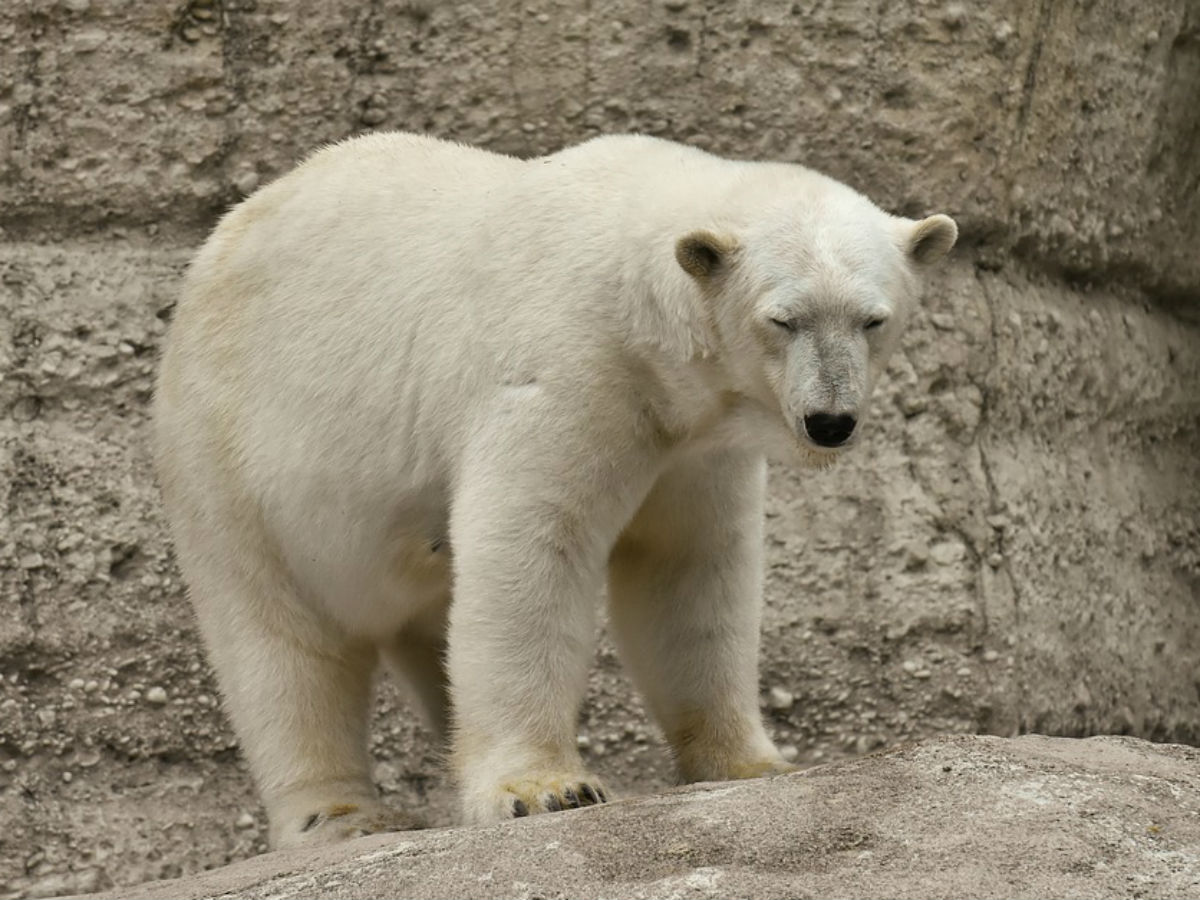 Белый медведь опасный хищник