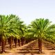 Ради новых плантаций масличных пальм в Юго-Восточной Азии вырубаются тысячи гектаров лиственных лесов, что уже через несколько лет приведет к экологической катастрофе