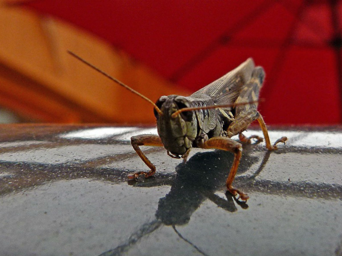 Саранча съедобна