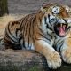 В Приморье ищут опекуна для легендарного тигра из-за ситуации с COVID-19