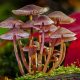 Как отличить ядовитые и ложные грибы от съедобных