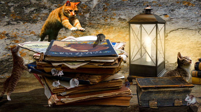 Кошки - важная часть экосистемы города, они уничтожают грызунов