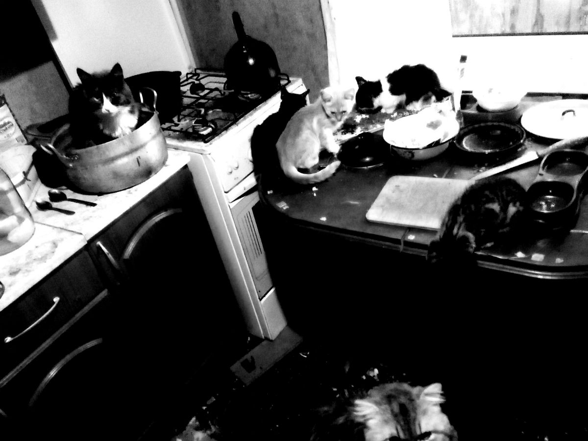 Кошки в квартире живодера