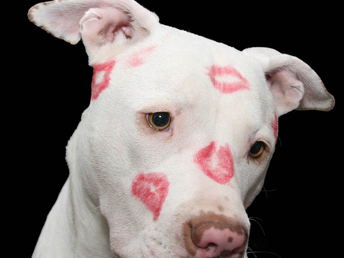 штраф за выгул собак без намордника