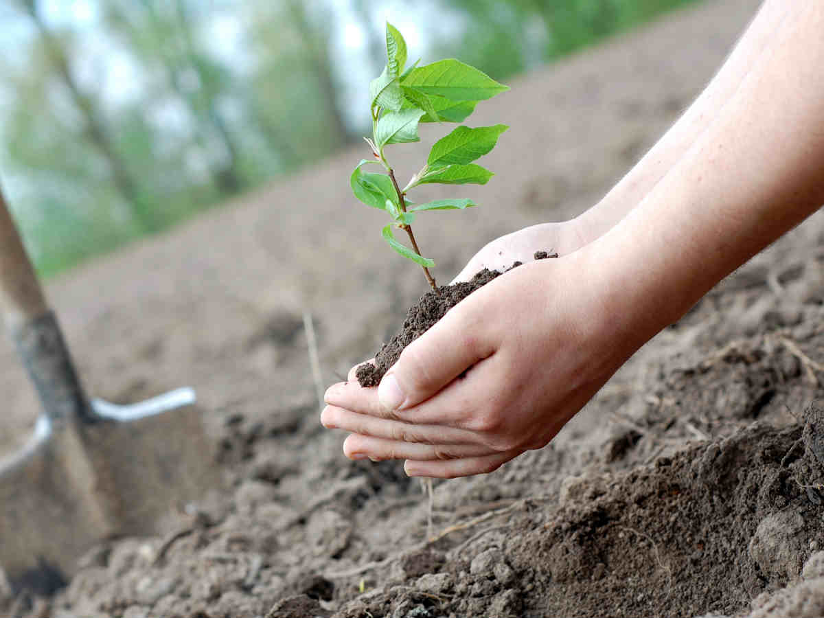Пожары в Сибири 2019