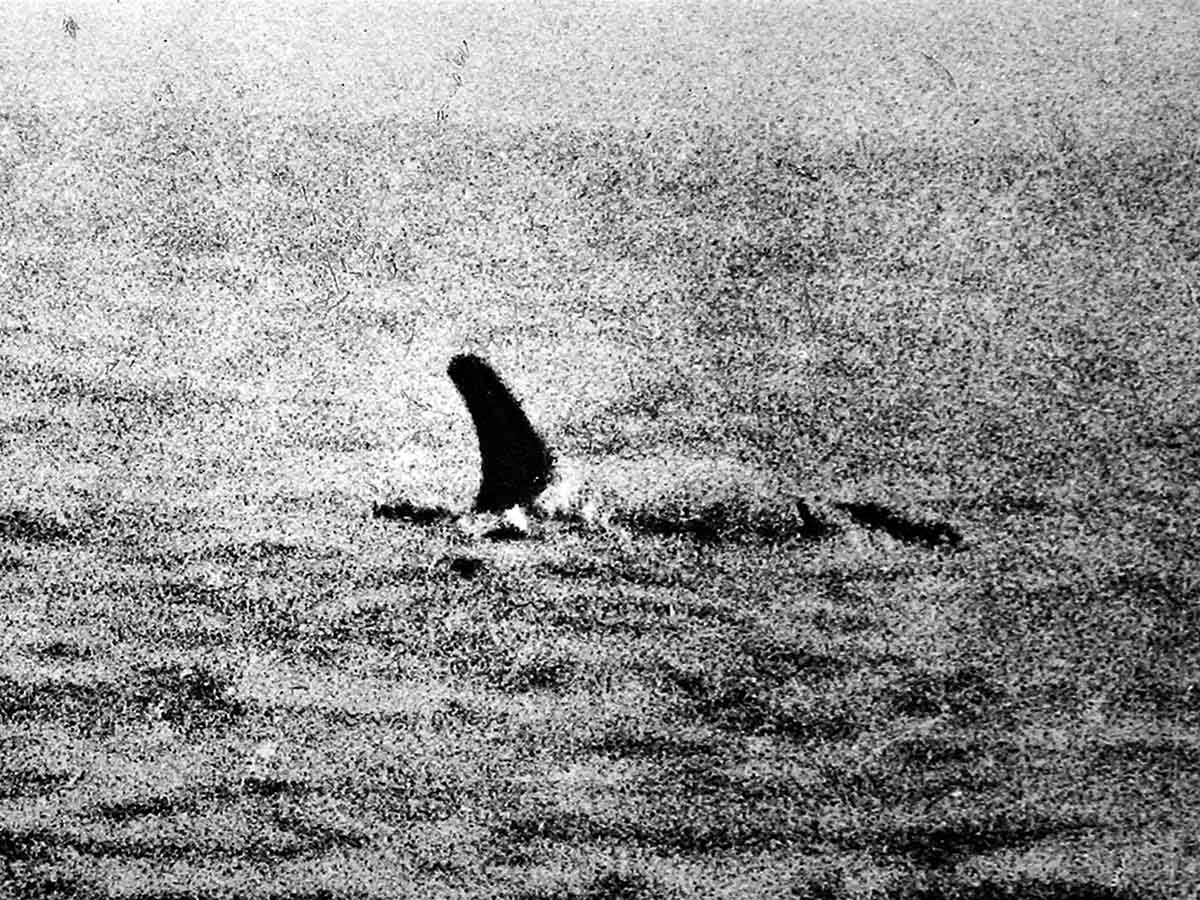 Что есть лох-несское чудовище