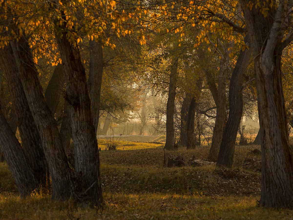 Погода в Санкт-Петербурге на октябрь: будет то холодно, то тепло – настало время контрастов и сюрпризов