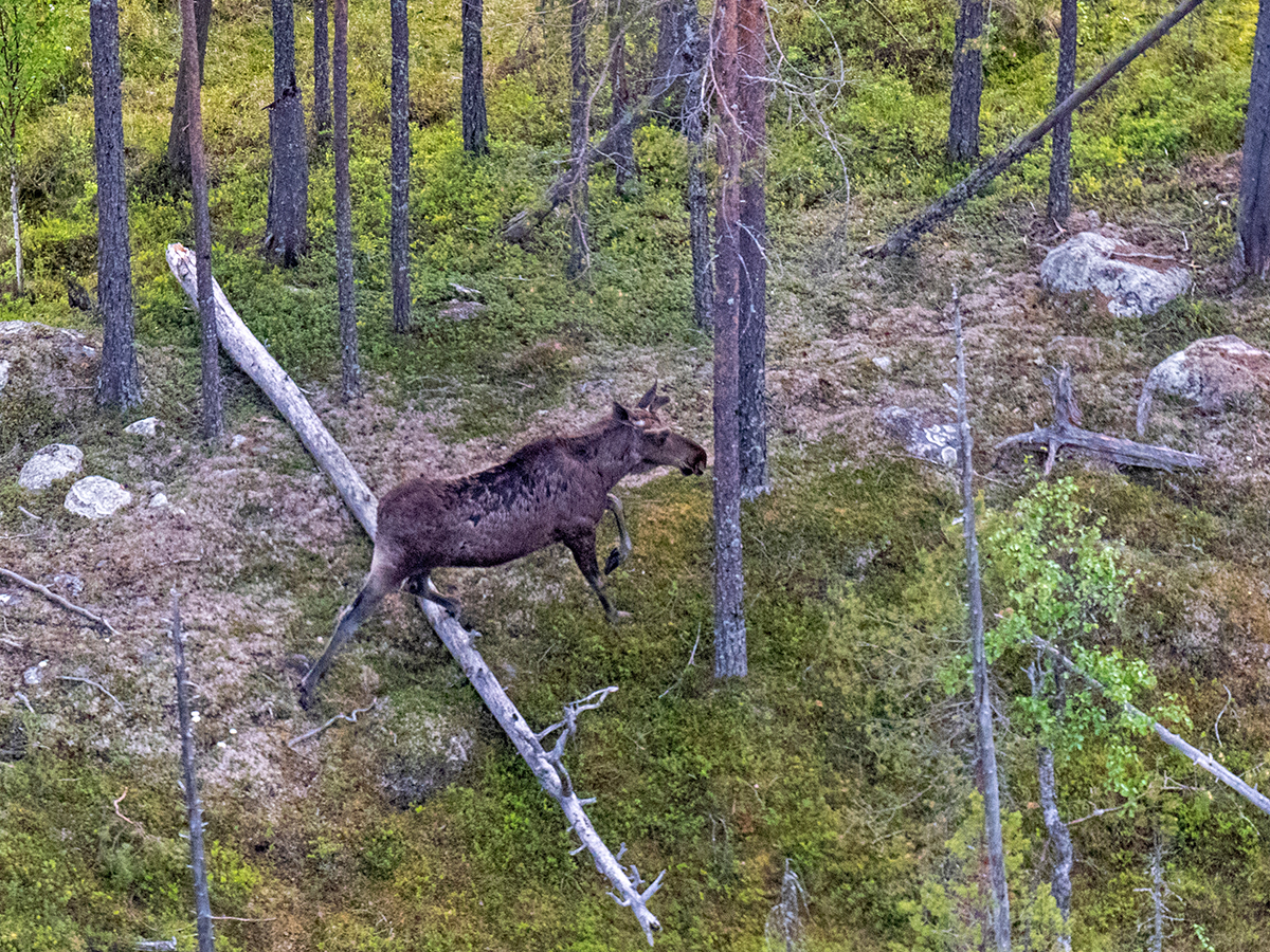 Лось в лесу
