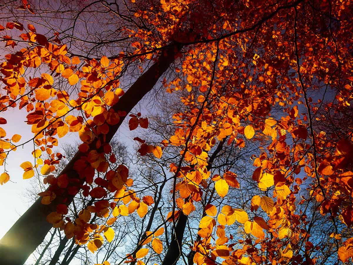 Погода в Москве на месяц: осень побалует теплым “бабьем летом”