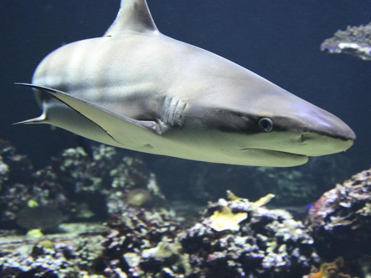 Случай нападения акулы на человека в США