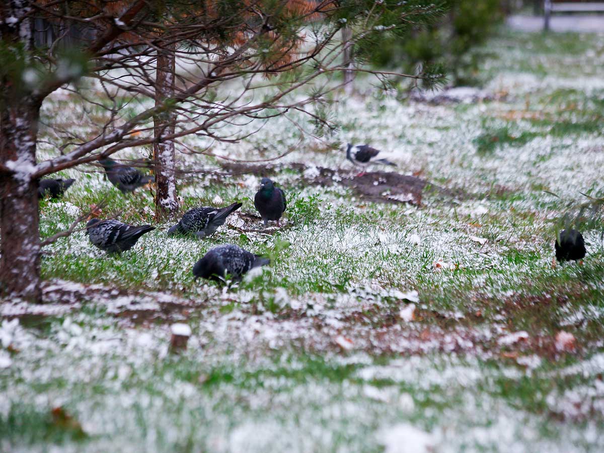 Погода в Москве: в первый месяц зима посыплет снега