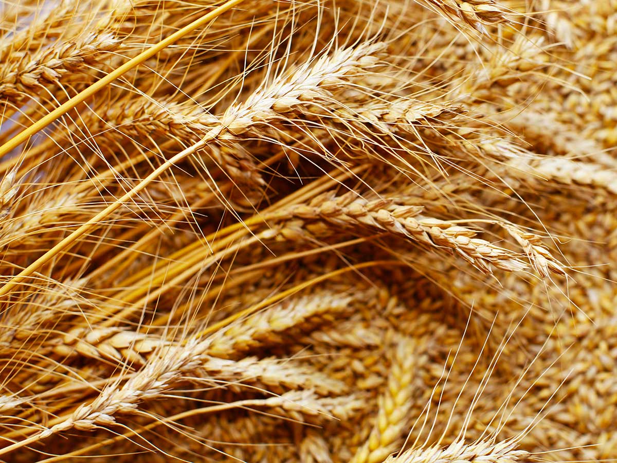 СЗАО «СКВО»: «Зерно, которое мы производим, не стыдно отправлять за рубеж»