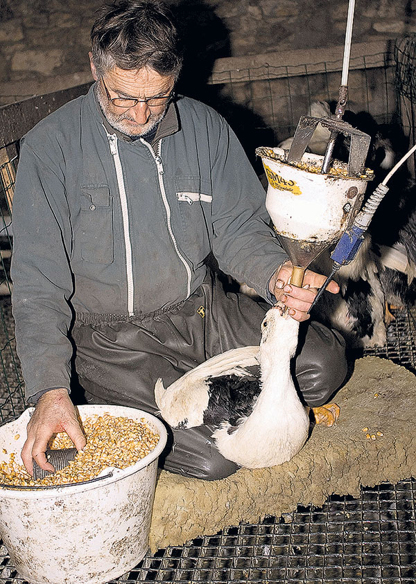 Ради фуа-гра гусей насильно кормят через трубку