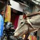 В Индии корова - всему голова