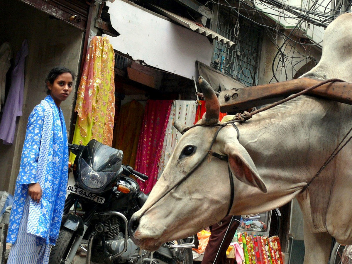 В Индии корова - всему голова