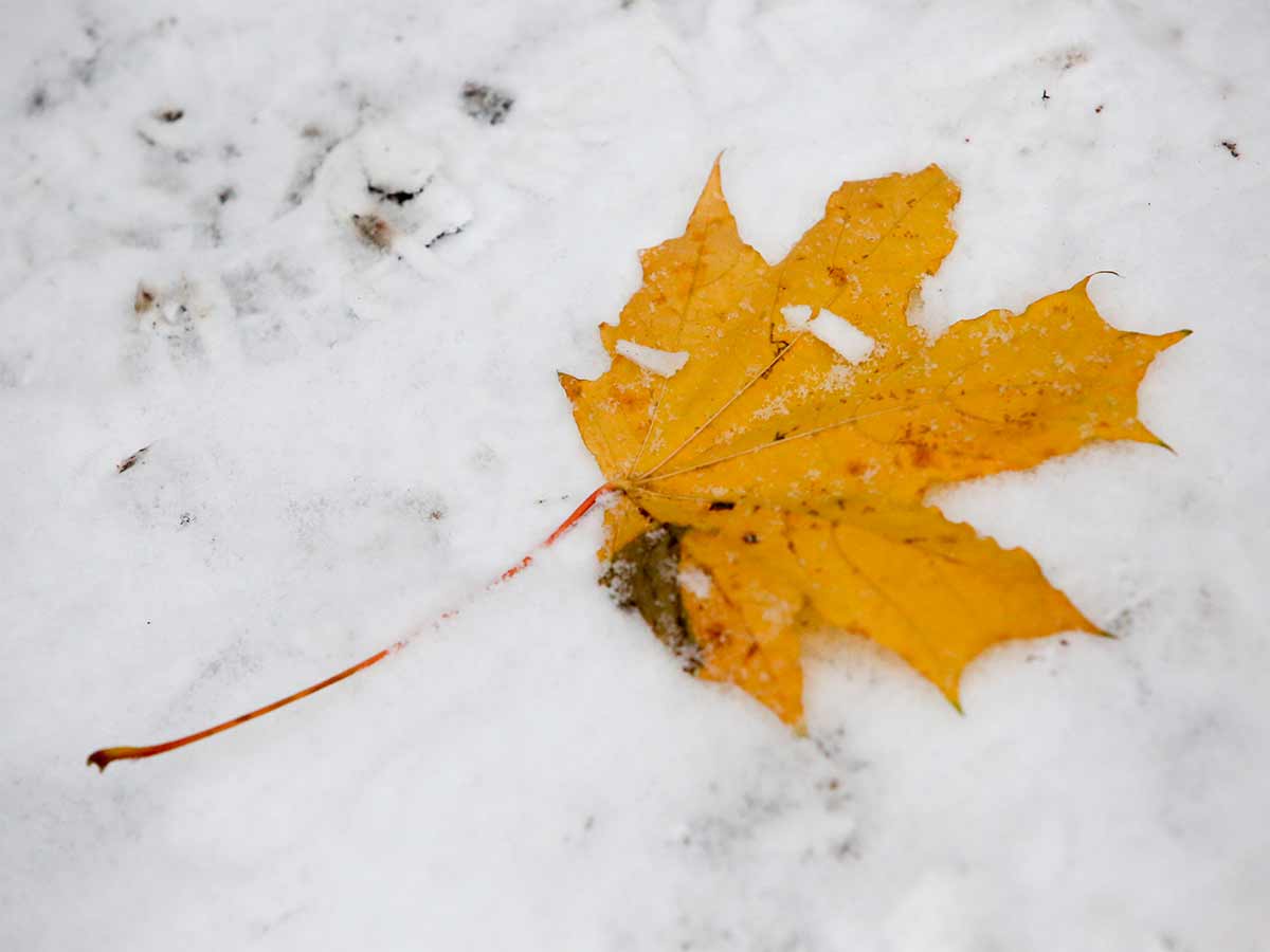 Погода на неделю: в Москву зима придет всерьез и надолго