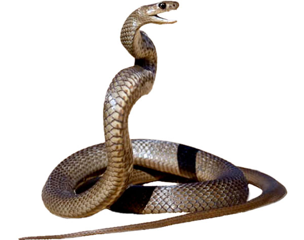 От укуса сетчатой коричневой змеи в Австралии с 2000 года умерли 23 человека