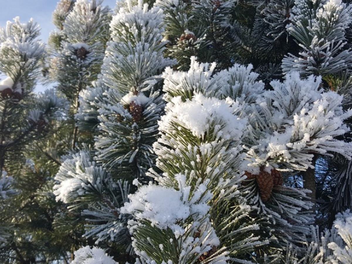 Прогноз погоды в Москве