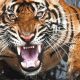 С оружием и вертолетом: британская полиция охотилась на скульптуру тигра