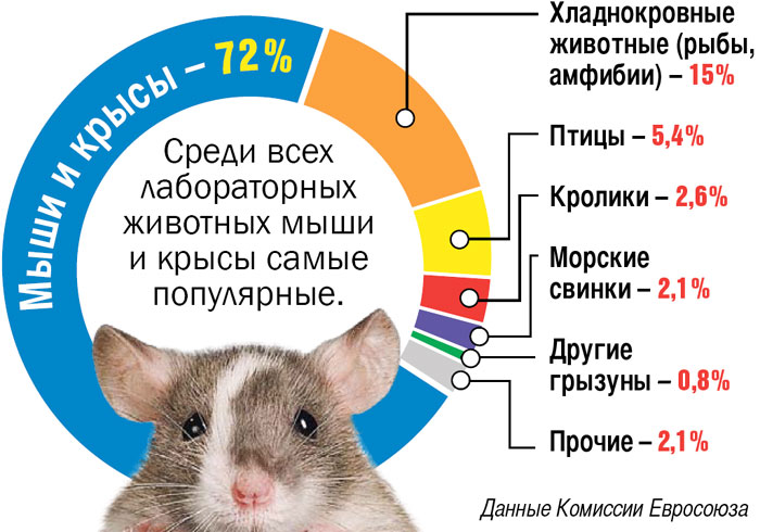 Рак крысы характеристика. Интересные факты о мышах. Мышь интересная. 5 Фактов про мышей. Факты про мышек для детей.