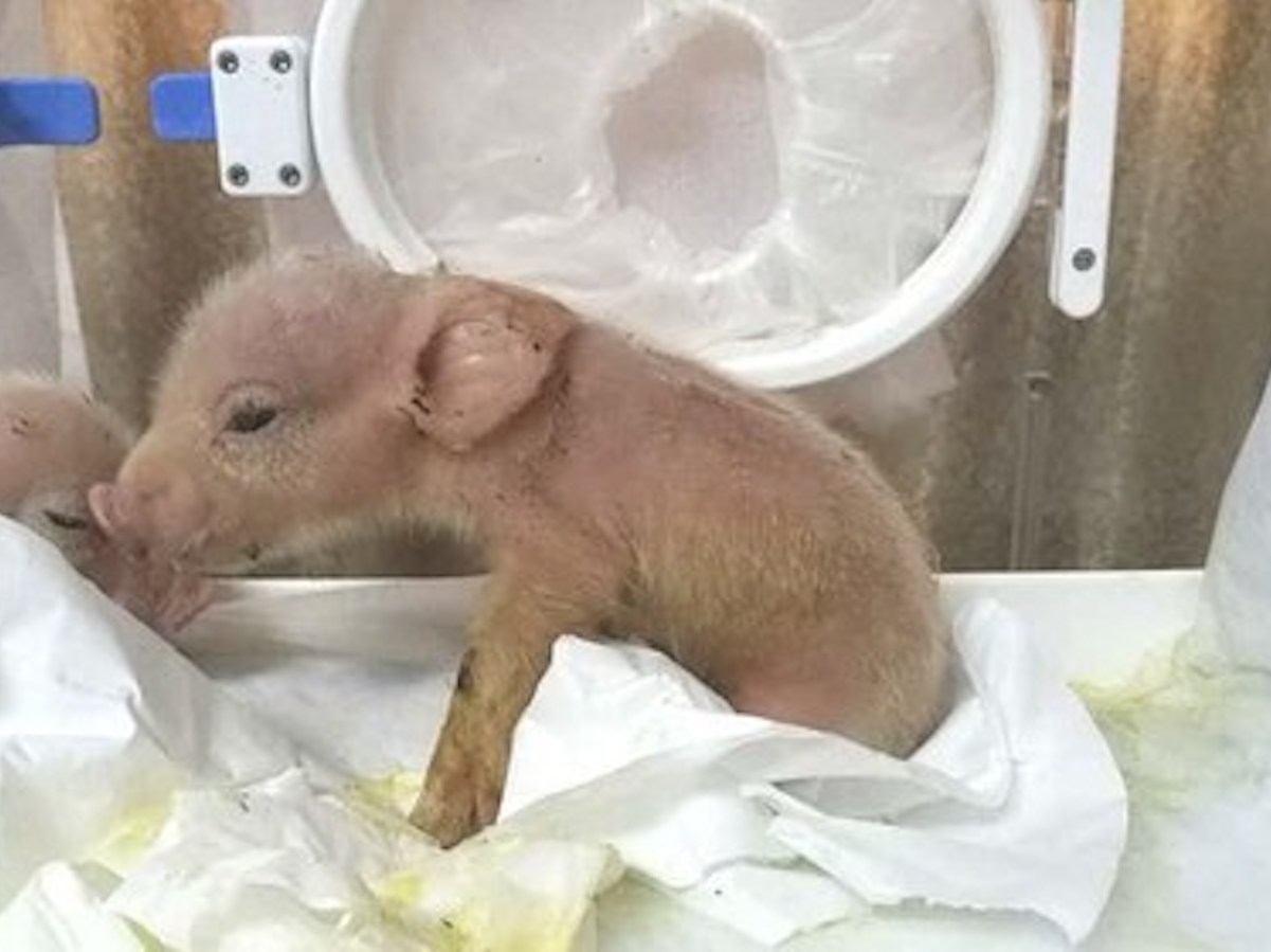 свинья и обезьяна