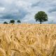 Немецкое издание признало «невероятный подъем» сельского хозяйства в России