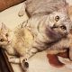 Двух котов любимого артиста Татьяны Дорониной выбрасывают на улицу