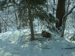 Фото: кадр из видео/University of Georgia