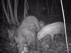 Фото: кадр из видео/University of Georgia