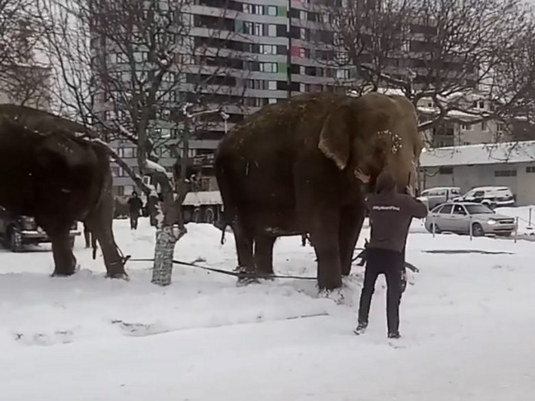 Слоненок мороз. Логотип слоник. Слоненок зимой. Слоненок зимой. Два слона зима.