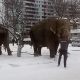 Слоны в Екатеринбурге