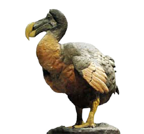 В качестве эмблемы своего зоопарка Даррелл выбрал птицу, истребленную человеком в XVII веке