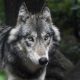 Волки в центре Калуги попали на видео