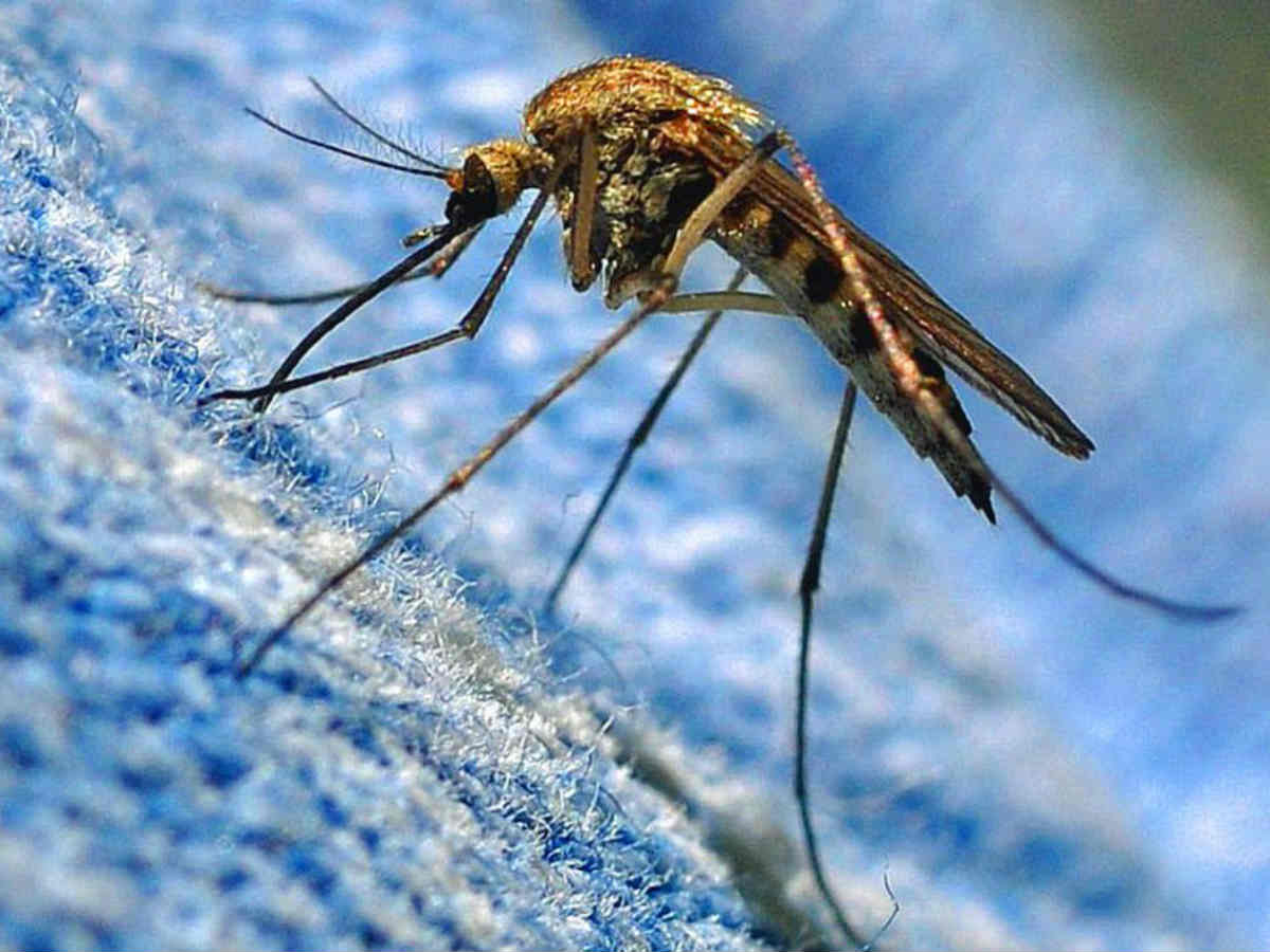 Теплая зима в России может убить комаров и сократить популяцию рыб
