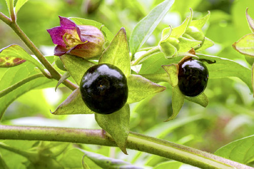 Белладонна