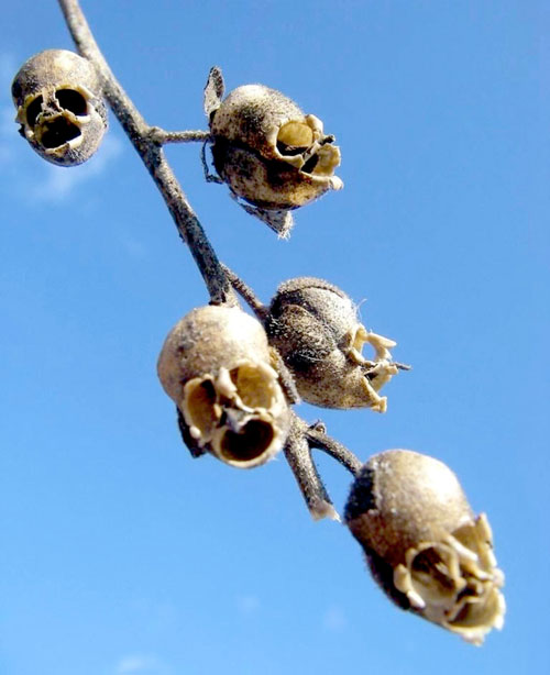 Львиный зев