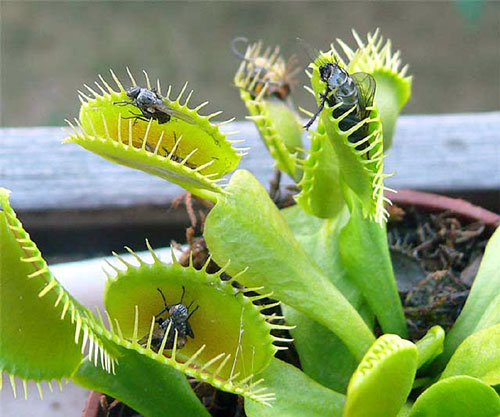 Венерина мухоловка