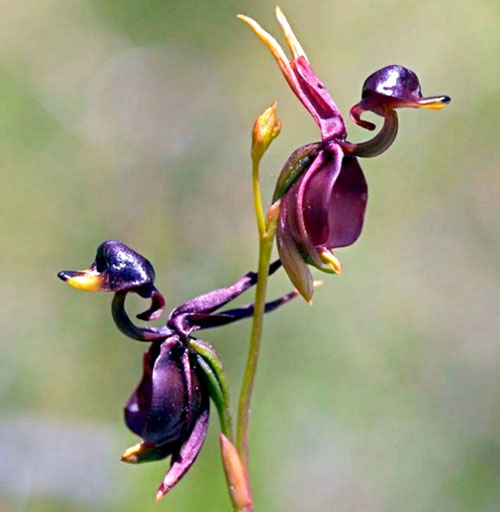 Орхидея Калания