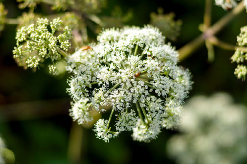 Болиголов пятнистый