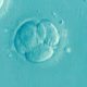 Ученые рассказали, может ли коронавирус вызывать бесплодие