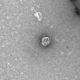 В Сети появились фото коронавируса, сделанные под микроскопом