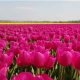 В Нидерландах уничтожены 140 миллионов знаменитых голландских тюльпанов