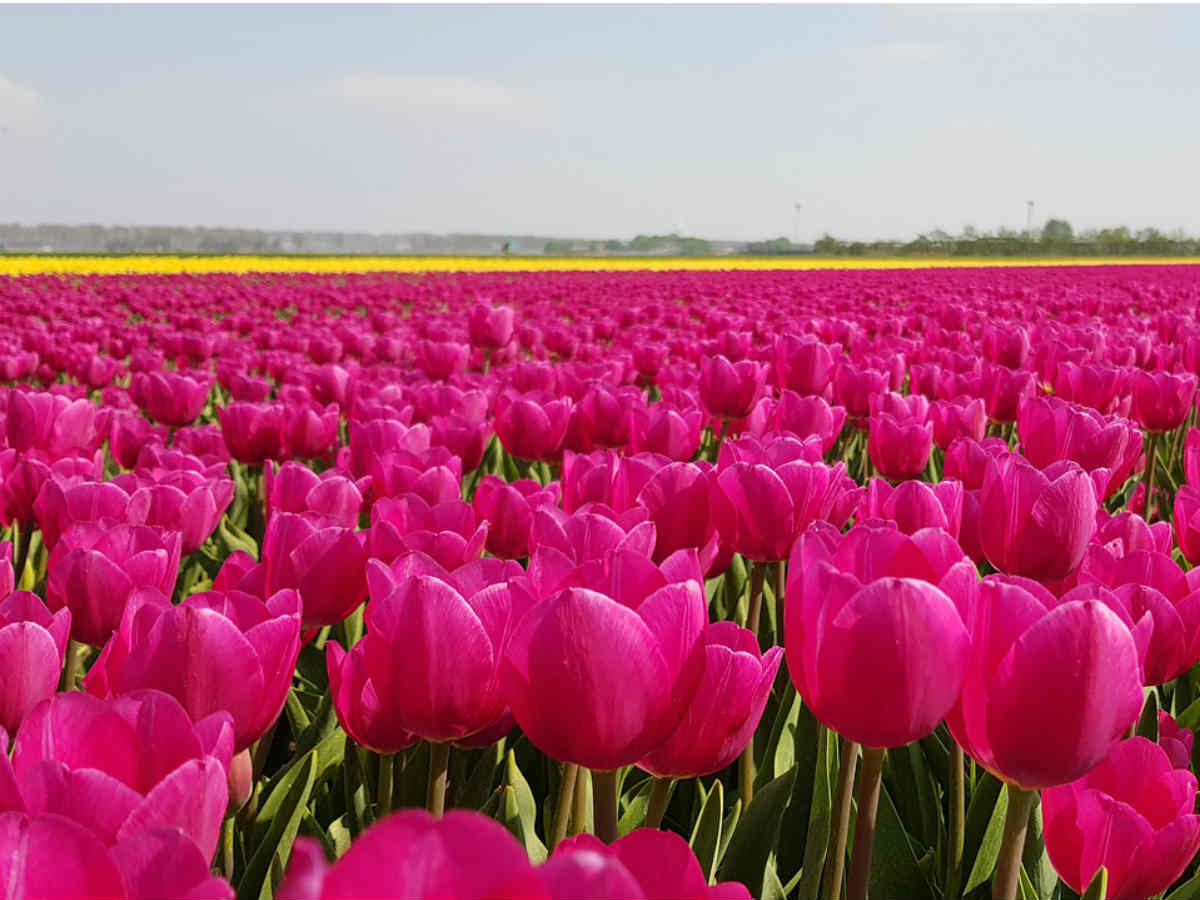 В Нидерландах уничтожены 140 миллионов знаменитых голландских тюльпанов