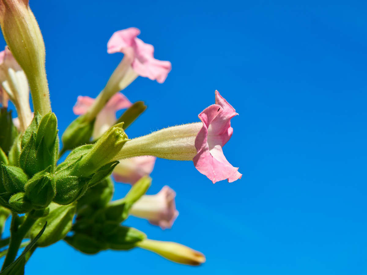 Российские ученые создали светящийся табак