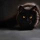 Лекарство от коронавируса решили делать из черных кошек
